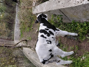 Vand vitel holstain  de o sapt .