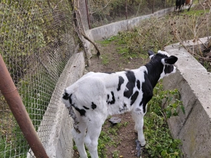 Vand  vitel holstain nascut din16.10.2025  - imagine 4