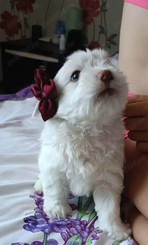 Câini bichoni,masculi - imagine 2 Câini bichoni,masculi - imagine 2