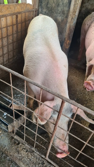 Vând porc crescut natural la țară   100% bio și sănătos - imagine 3 Vând porc crescut natural la țară   100% bio și sănătos - imagine 3