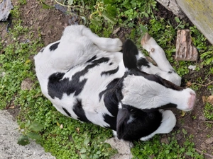 Vand  vitel holstain nascut din16.10.2025 