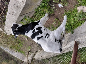 Vand  vitel holstain nascut din16.10.2025  - imagine 3