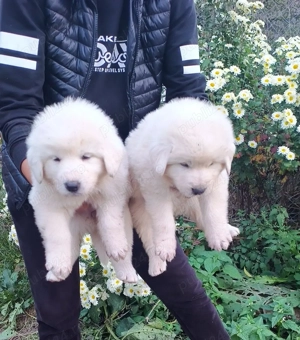 Ciobănești românești