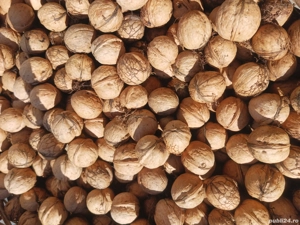 vand nuci în coajă subțire 2025