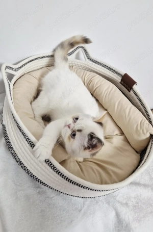 Pisicuță exotic shorthair  - imagine 2