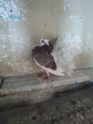 Vând mai mute rase de porumbei khingi pave și capucini 