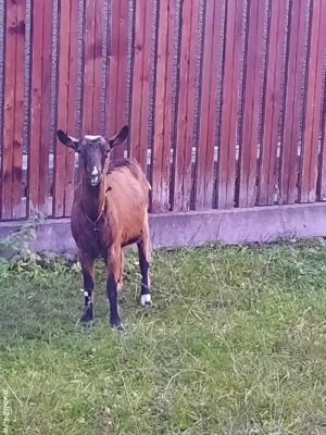 Capră de vânzare.  - imagine 3 Capră de vânzare.  - imagine 3