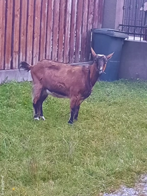 Capră de vânzare.  - imagine 2 Capră de vânzare.  - imagine 2