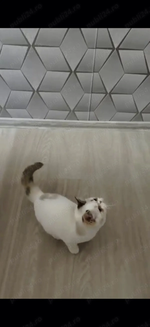 Pisicuță exotic shorthair  - imagine 3