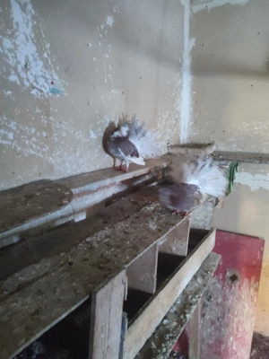 Vând mai mute rase de porumbei khingi pave și capucini  - imagine 4