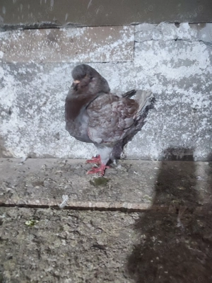 Vând mai mute rase de porumbei khingi pave și capucini  - imagine 3