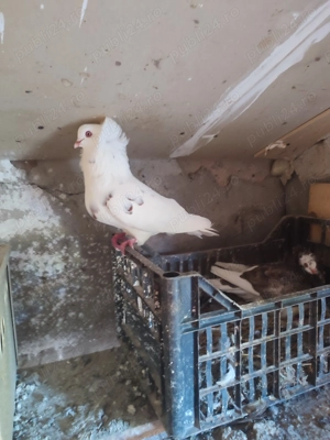 Vând mai mute rase de porumbei khingi pave și capucini  - imagine 2