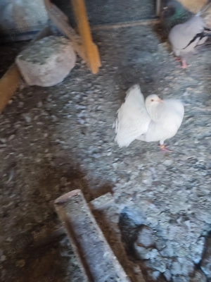 Vând mai mute rase de porumbei khingi pave și capucini  - imagine 5