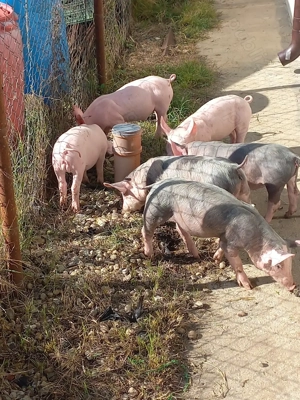 Vand purcei 8 saptamani - imagine 2 Vand purcei 8 saptamani - imagine 2