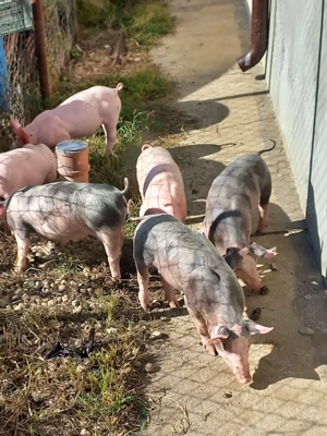 Vand purcei 8 saptamani