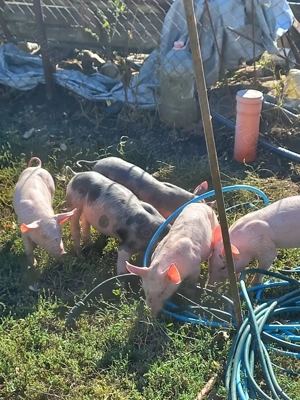 Vand purcei 8 saptamani - imagine 3 Vand purcei 8 saptamani - imagine 3