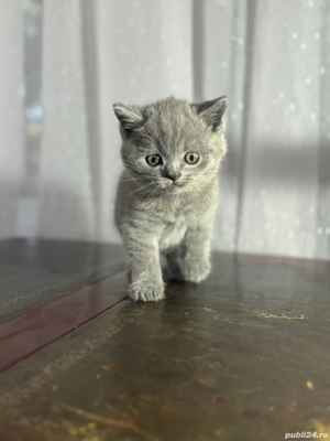 pisici britisch shorthair