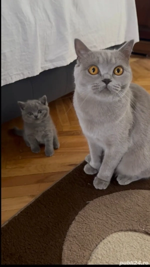 pisici britisch shorthair - imagine 5 pisici britisch shorthair - imagine 5