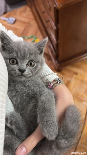 pisici britisch shorthair - imagine 3 pisici britisch shorthair - imagine 3