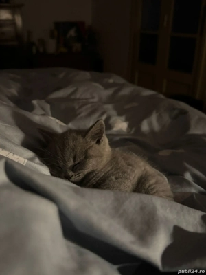 pisici britisch shorthair - imagine 4 pisici britisch shorthair - imagine 4