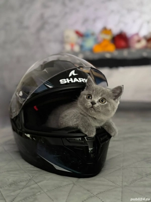 pisici britisch shorthair - imagine 2 pisici britisch shorthair - imagine 2