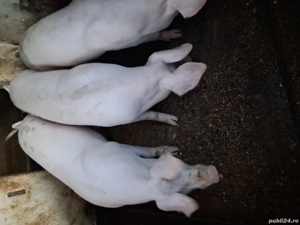 porci de vânzare 