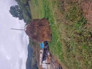 Fan 13 capite mari de anul acesta si de anul trecut