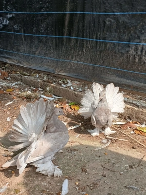 Porumbei ornament voltați indieni