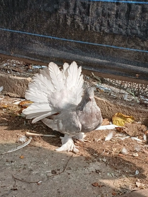 Porumbei ornament voltați indieni - imagine 3