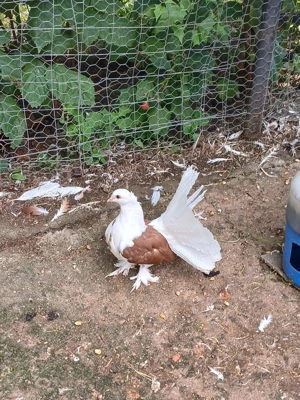 Porumbei ornament voltați indieni - imagine 2