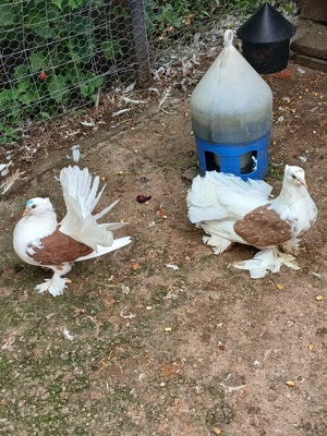 Porumbei ornament voltați indieni - imagine 5