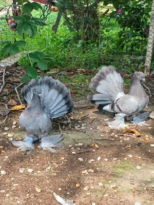 Porumbei ornament voltați indieni - imagine 4