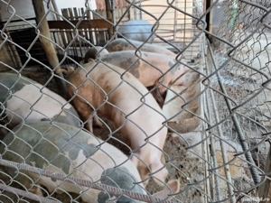 porci de rasa - imagine 2 porci de rasa - imagine 2