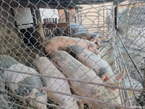 porci de rasa - imagine 3 porci de rasa - imagine 3