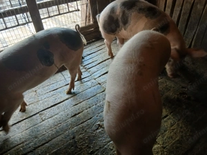 Se vinde ,rasa de carne 