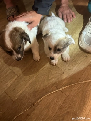 vand catei bichon - imagine 2