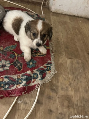 vand catei bichon - imagine 4