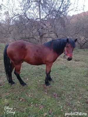 vînd cal cuminte - imagine 3