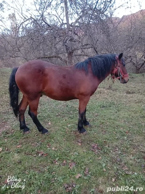 vînd cal cuminte - imagine 4