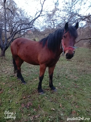 vînd cal cuminte - imagine 2