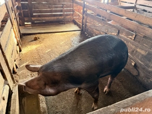 scroafa de vanzare - imagine 2
