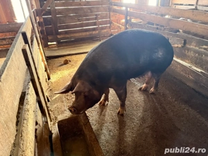 scroafa de vanzare