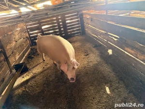 scroafa de vanzare - imagine 2