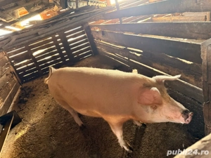 scroafa de vanzare