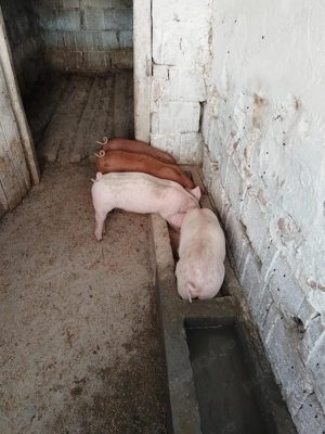 Vand purcei de 7 saptamani - imagine 2