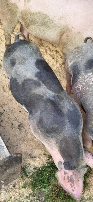 vand purcei  pitran 60kg - imagine 2 vand purcei  pitran 60kg - imagine 2