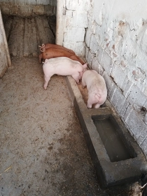 Vand purcei de 7 saptamani - imagine 4