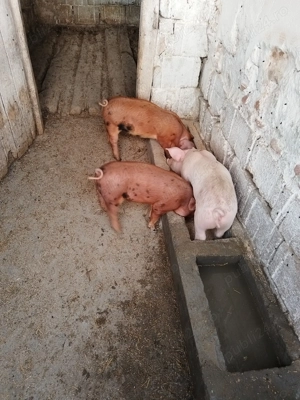 Vand purcei de 7 saptamani - imagine 5