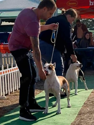 Femela Amstaff cu pedigree 