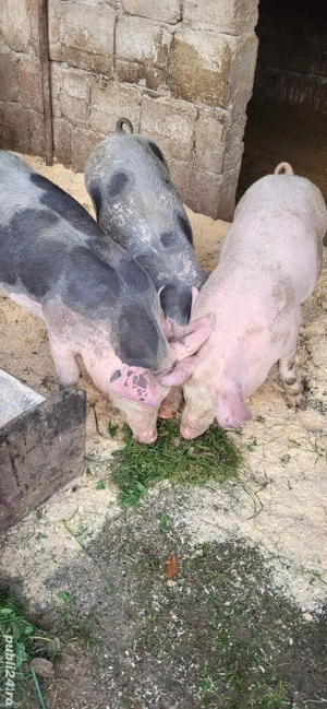 vand purcei  pitran 60kg - imagine 3 vand purcei  pitran 60kg - imagine 3